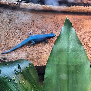 Turquoise Dwarf Gecko