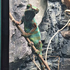 Panther Chameleon