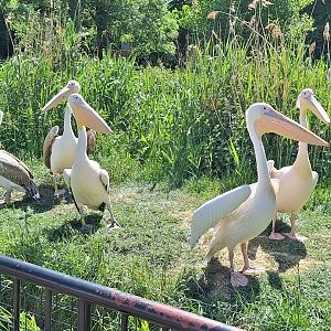 Pelicans