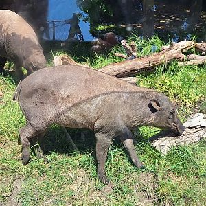 Babirusa