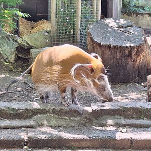 Red River Hog