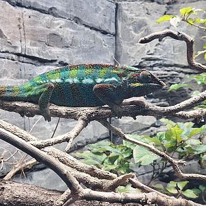 Panther Chameleon