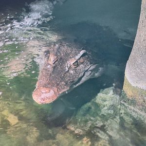 Philippene Crocodile
