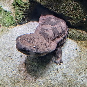 Chinese Giant Salamander