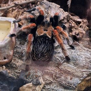 Mexican Fireleg Tarantula