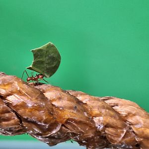 Leafcutter Ant