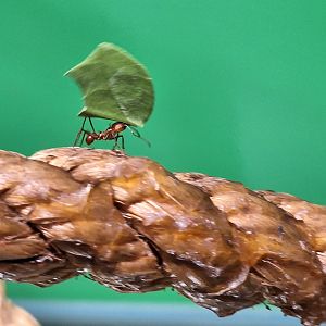 Leafcutter Ant