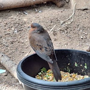Socorro Dove (I think)