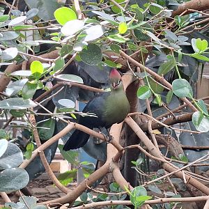 Fischer's Turaco