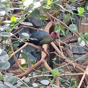 Fischer's Turaco