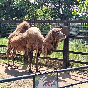 Bactrian Camel