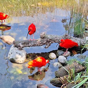 Scarlet Ibis