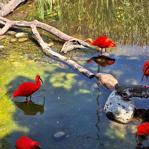 Scarlet Ibis