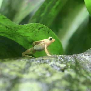 Kihansi Spray Toad (Nectophrynoides asperginis)