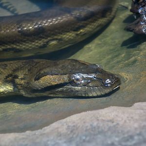 Green Anaconda (Eunectes murinus)