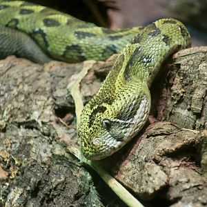Ethiopian Mountain Viper (Bitis parviocula)