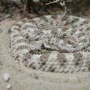 Mojave Desert Sidewinder (Crotalus cerastes cerastes)