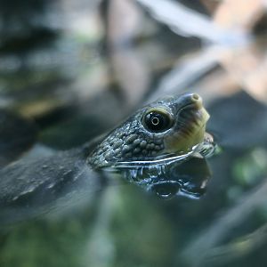 Mary River Turtle (Elusor macrurus)