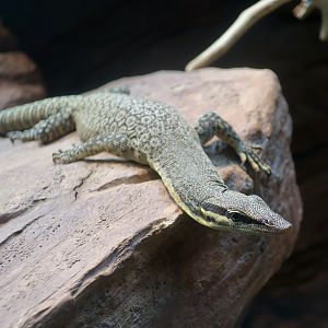 Kimberley Rock Monitor (Varanus glauerti)