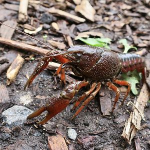 Red Swamp Crawfish (Procambarus clarkii) - wild