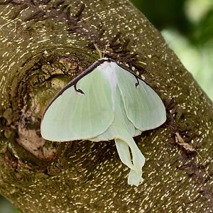Luna Moth (Actias luna)