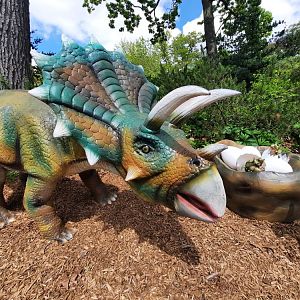 Triceratops