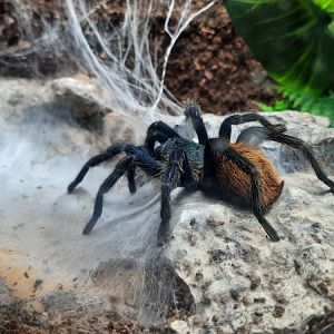Green Bottle Blue Tarantula