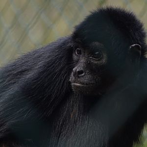 Colombian black spider monkey (Ateles fusciceps rufiventris)