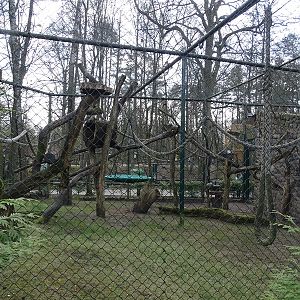 Spider monkey enclosure