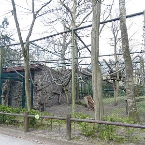 Spider monkey enclosure