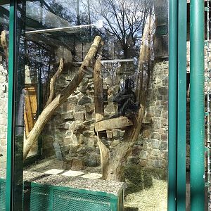 Spider monkey enclosure