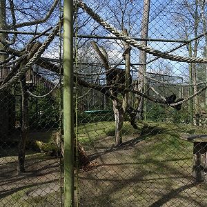 Spider monkey enclosure