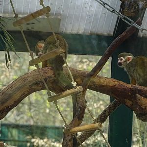 Common squirrel monkeys (Saimiri sciureus)