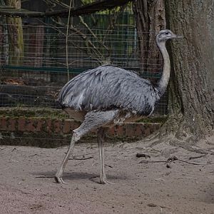 Greater rhea (Rhea americana)
