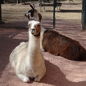 Llama (Lama guanicoe f. glama)