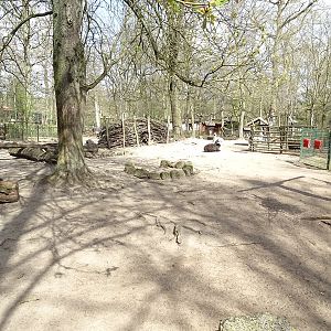 Llama / greater rhea enclosure