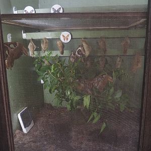 Chrysalises of and newly emerged Atlas moths (Attacus atlas), 2025-05-14