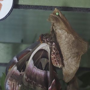 Newly emerged Atlas moths (Attacus atlas), 2025-05-14