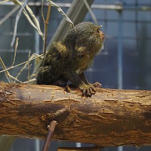 Juvenile Pygmy marmoset (Cebuella pygmaea), 2025-05-14