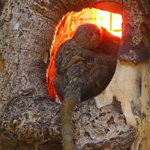 Pygmy marmoset with juvenile (Cebuella pygmaea), 2025-05-14