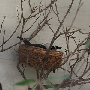 Sumatran laughingthrush on nest (Garrulax bicolor), 2025-05-14