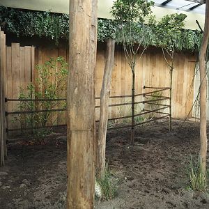 Okapi and red duiker indoor exhibit with new plantings, 2025-05-14