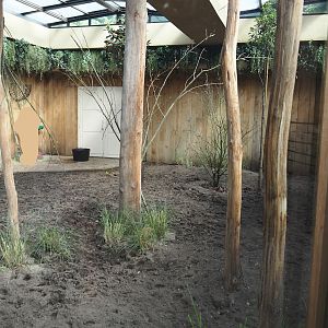 Okapi and red duiker indoor exhibit with new plantings, 2025-05-14