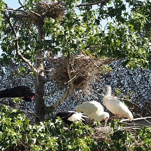 Savanna aviary - Tree with nests of three species, 2025-05-14