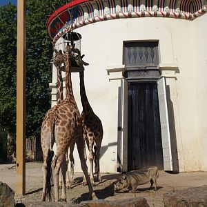 Giraffes (Giraffa camelopardalis rothschildi/G. reticulata) and Common warthogs (Phacochoerus africanus), 2025-05-14