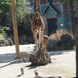 Giraffe (Giraffa camelopardalis rothschildi) and Common warthog (Phacochoerus africanus), 2025-05-14