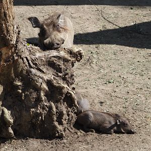 Common warthogs (Phacochoerus africanus), 2025-05-14
