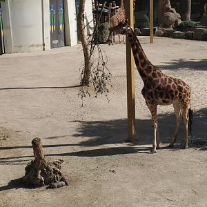 Giraffe (Giraffa camelopardalis rothschildi) and Common warthog piglets (Phacochoerus africanus), 2025-05-14