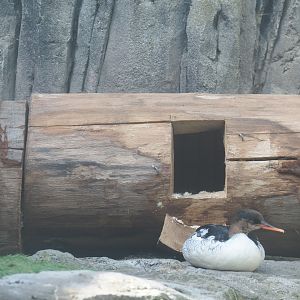 Nesting log for Scaly-sided mergansers (Mergus squamatus), 2025-05-14