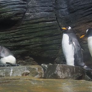 Subantarctic gentoo penguins, with one on the nest (Pygoscelis papua papua), 2025-05-14